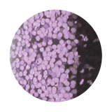 Star Crystals Glitter Lilac - Bougiee Cosmetics